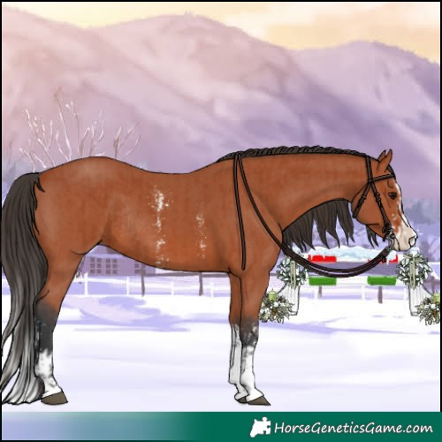 Horse Color:Bay Sabino Rabicano  and Bay Sabino Splash Rabicano 