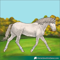 Horse Color:Perlino Sabino Rabicano and Perlino Sabino Rabicano