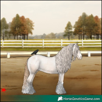 Horse Color:Chestnut Appaloosa Rabicano 