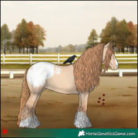 Horse Color:Gold Champagne Dun Appaloosa