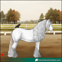 Horse Color:Gold Champagne Dun Appaloosa 
