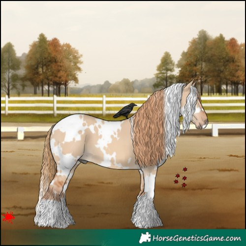 Horse Color:White Spotted Red Dun