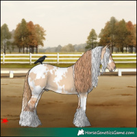 Horse Color:White Spotted Red Dun 