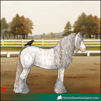 Horse Color:Red Dun Roan Near Leopard 