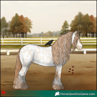 Horse Color:Red Dun Roan Appaloosa 