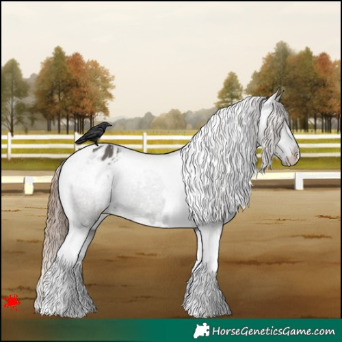 Horse Color:White Spotted Grullo Tobiano Appaloosa 