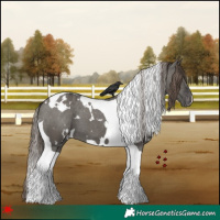 Horse Color:White Spotted Grullo Tobiano Appaloosa 