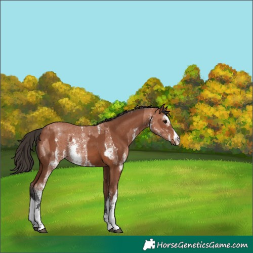 Horse Color:Bay Sabino Rabicano  and Bay Sabino Rabicano 