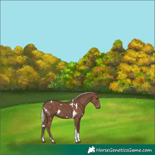 Horse Color:White Spotted Silver Black Tobiano 