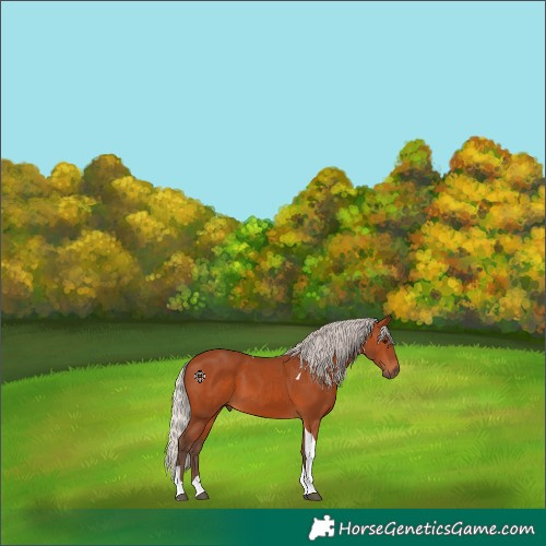 Horse Color:Silver Bay Tobiano 