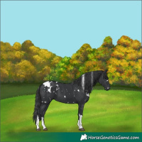 Horse Color:White Spotted Black Tobiano 