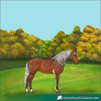 Horse Color:Silver Bay Tobiano 