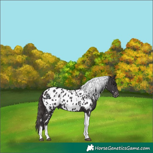 Horse Color:White Spotted Smoky Black Tobiano Appaloosa 