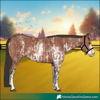 Horse Color:Bay Sabino Rabicano  and Bay Sabino Rabicano 