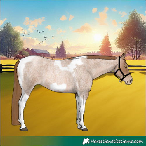 Horse Color:Liver Red Roan Pearl Tobiano Frame