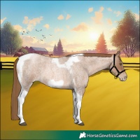 Horse Color:Liver Red Roan Pearl Tobiano Frame 