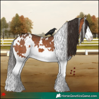Horse Color:White Spotted Bay Splash Varnish