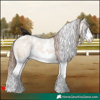 Horse Color:White Spotted Bay Dun Splash Appaloosa 