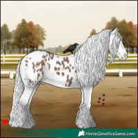 Horse Color:White Spotted Silver Black Splash Appaloosa 