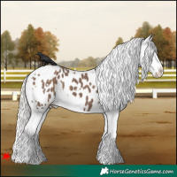 Horse Color:White Spotted Silver Black Splash Appaloosa 
