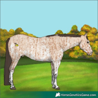 Horse Color:Bay Dun Sabino Rabicano  and Amber Champagne Dun Sabino Rabicano 