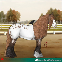 Horse Color:Liver Red Dun Frame Appaloosa 
