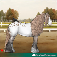 Horse Color:Liver Red Dun Frame Appaloosa 