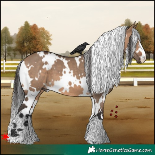 Horse Color:White Spotted Brown Dun 
