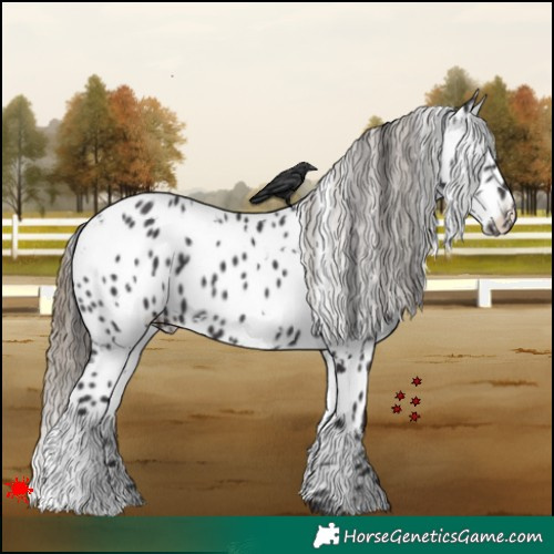 Horse Color:White Spotted Smoky Black Appaloosa 