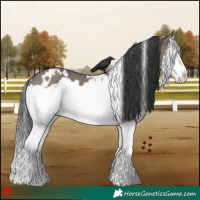Horse Color:White Spotted Grullo Splash