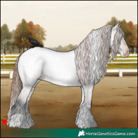 Horse Color:White Spotted Bay Dun Appaloosa 