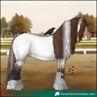 Horse Color:White Spotted Bay Dun Appaloosa 