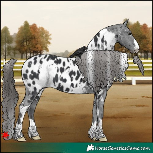 Horse Color:White Spotted Black Appaloosa 