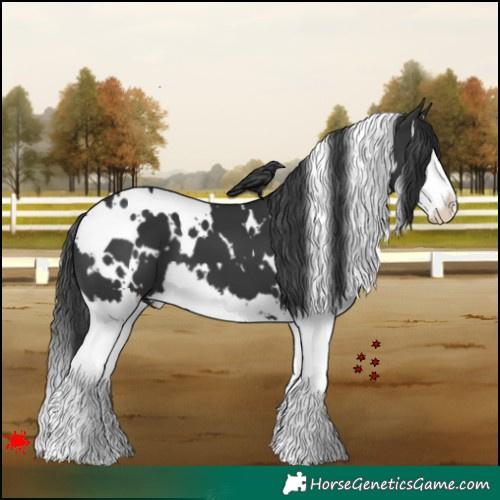Horse Color:White Spotted Black Splash 