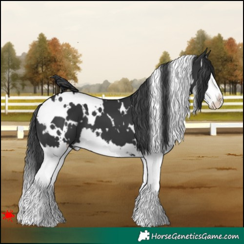 Horse Color:White Spotted Black Splash 