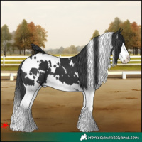Horse Color:White Spotted Black Splash 
