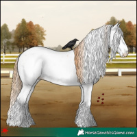 Horse Color:White Spotted Grullo Pearl Splash Appaloosa