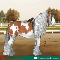 Horse Color:White Spotted Bay Splash 