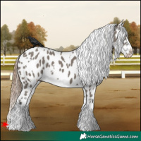 Horse Color:White Spotted Grullo Appaloosa 