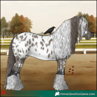 Horse Color:White Spotted Grullo Appaloosa 