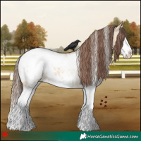 Horse Color:White Spotted Bay Dun Sabino Splash Appaloosa Rabicano 