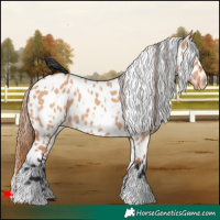 Horse Color:White Spotted Bay Dun Appaloosa