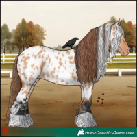 Horse Color:White Spotted Bay Dun Appaloosa 