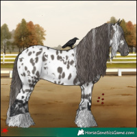 Horse Color:White Spotted Grullo Appaloosa