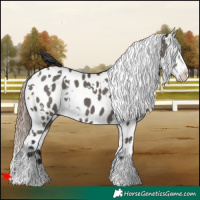 Horse Color:White Spotted Grullo Appaloosa 