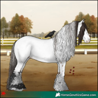 Horse Color:White Spotted Bay Appaloosa