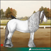 Horse Color:White Spotted Bay Appaloosa