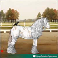 Horse Color:White Spotted Bay Dun Appaloosa 
