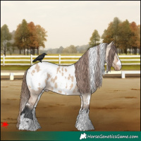 Horse Color:White Spotted Bay Dun Blanket 