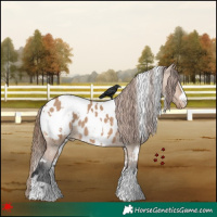 Horse Color:White Spotted Bay Dun Appaloosa 